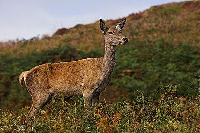 《ArcRunner》确定登陆Switch 赛博朋克风肉鸽ACT